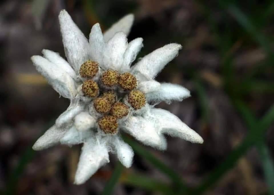 Séjour chez l'habitant Edelweiss Ilinca Zărneşti
